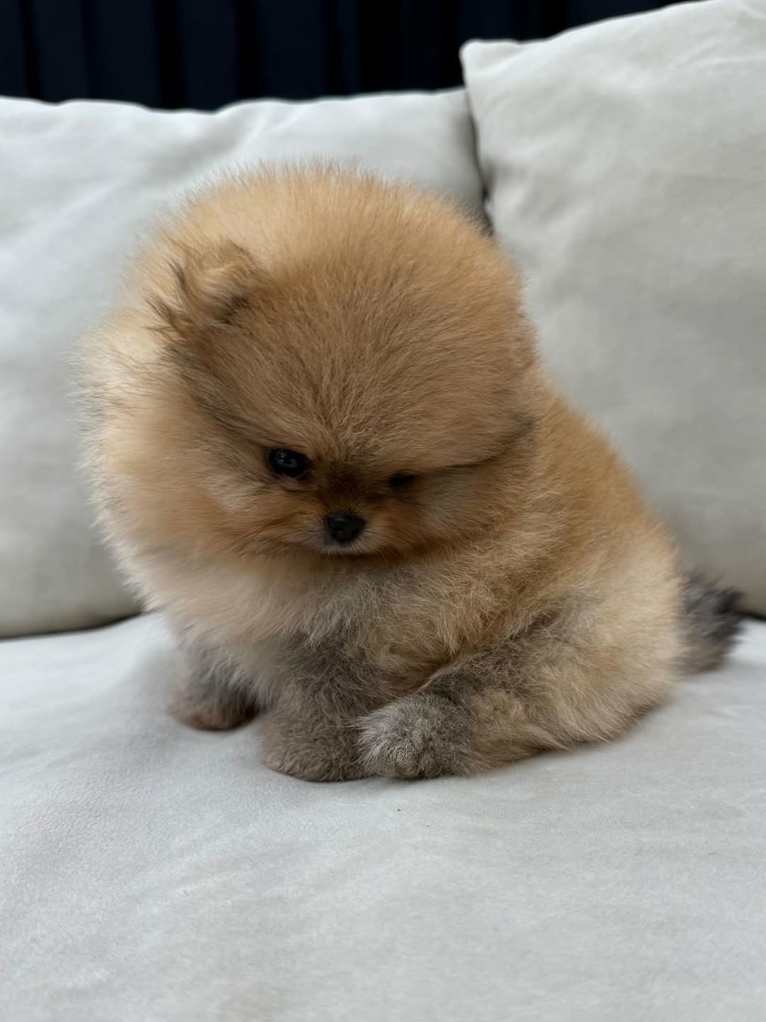 Missy pup bij Engel Pups